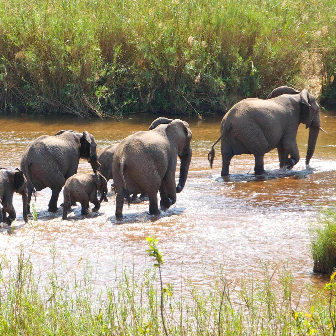 Parque Kruger