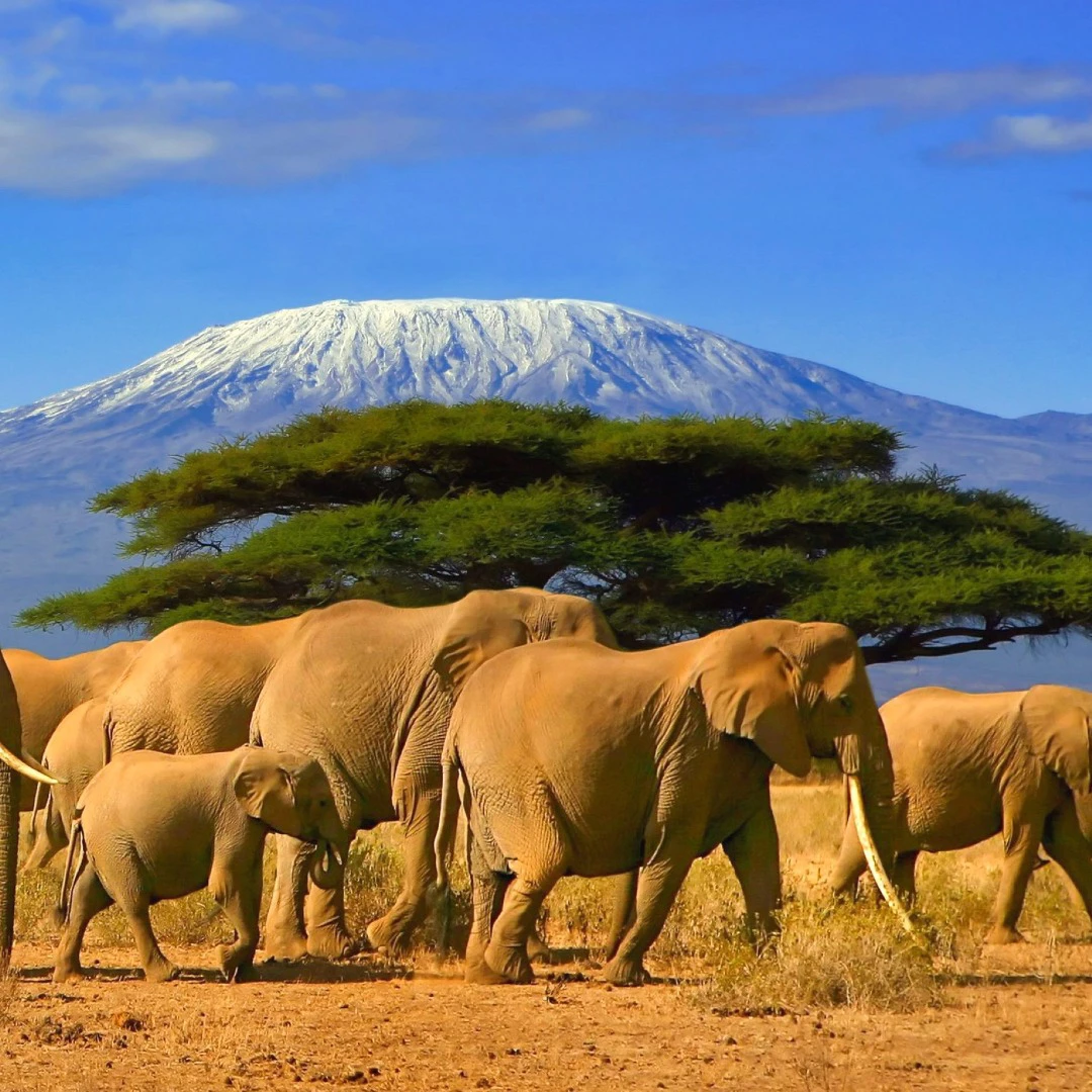 African savanna African Savannah