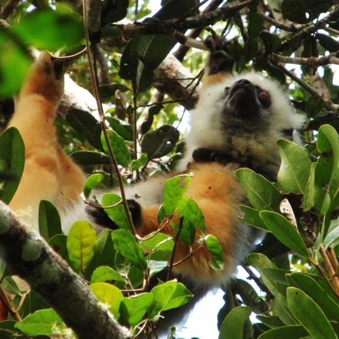 Parque nacional de analamazaotra Parque nacional de analamazaotra